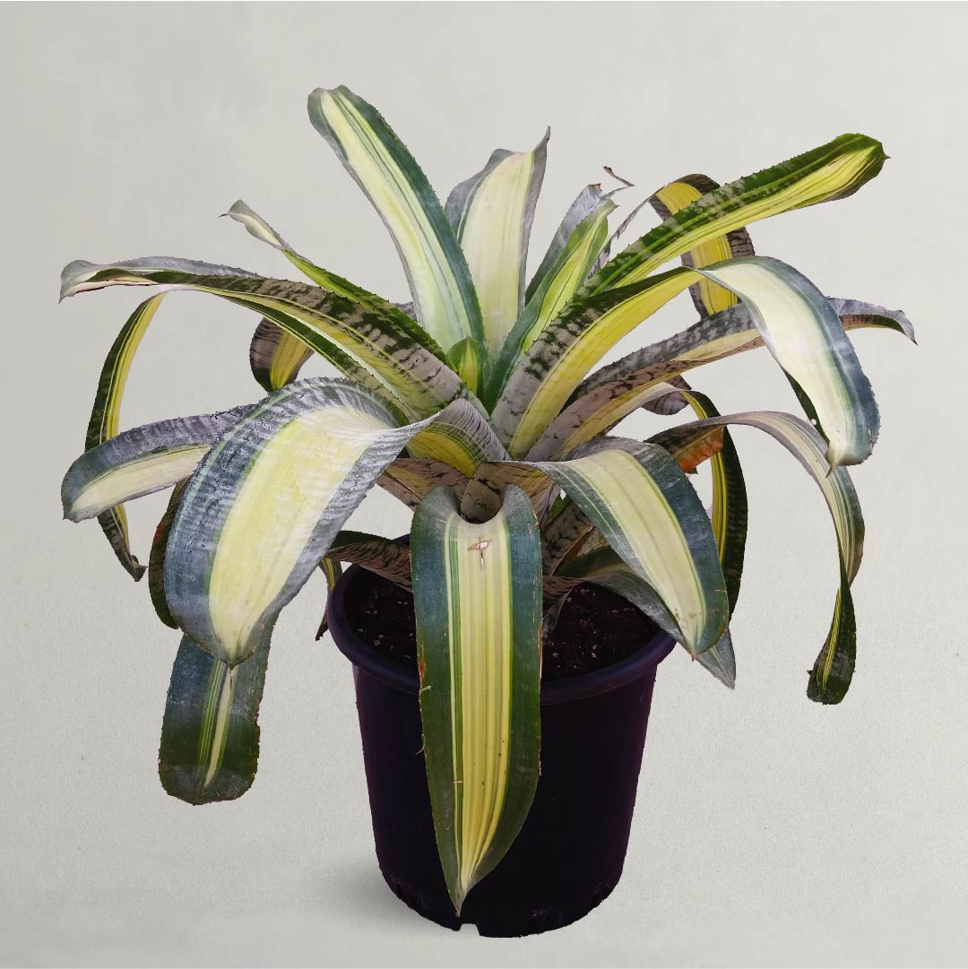 Bromeliad Live Plant - Fresh Plant for Indoor Outdoor