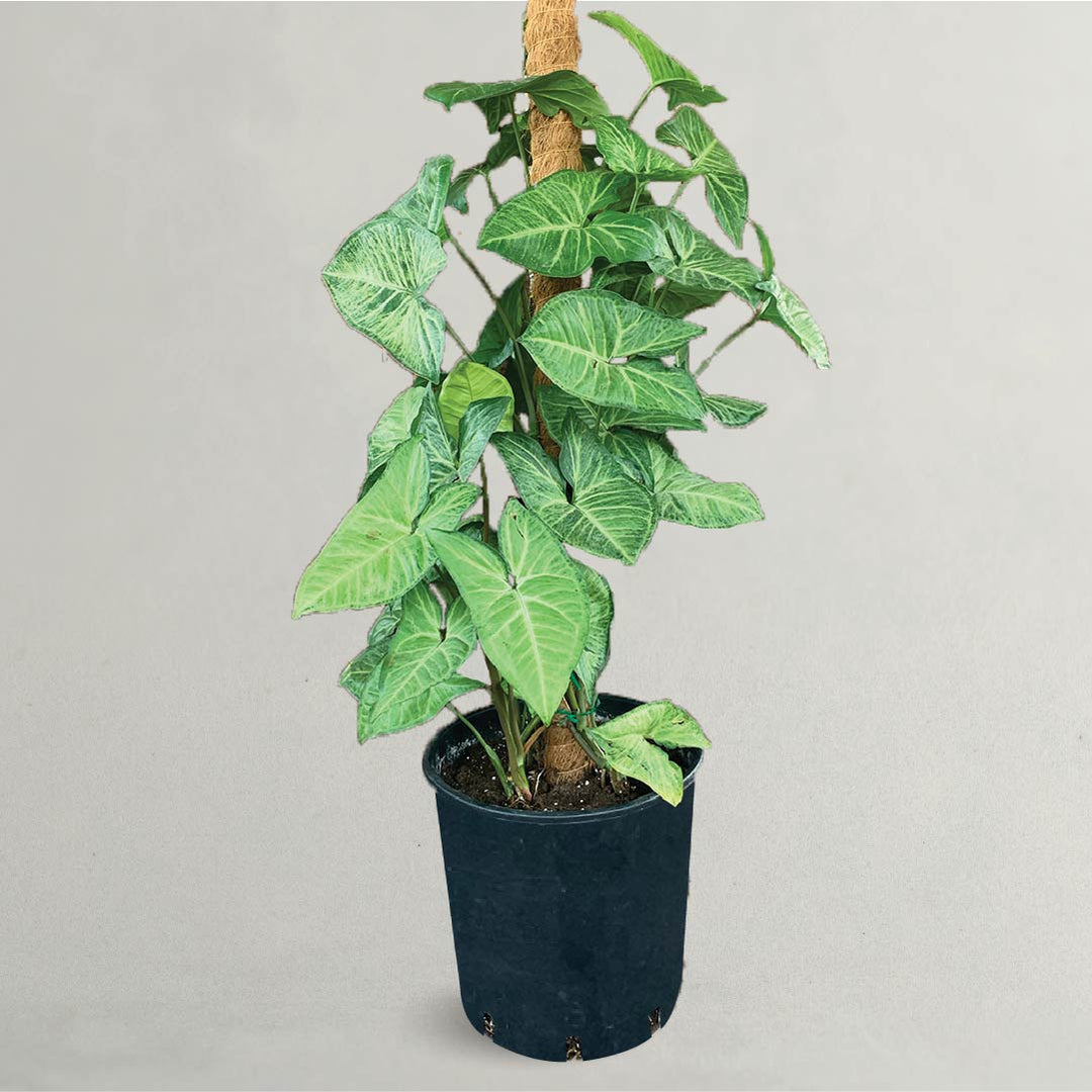 Arrowhead Plant Syngonium Podophyllum
