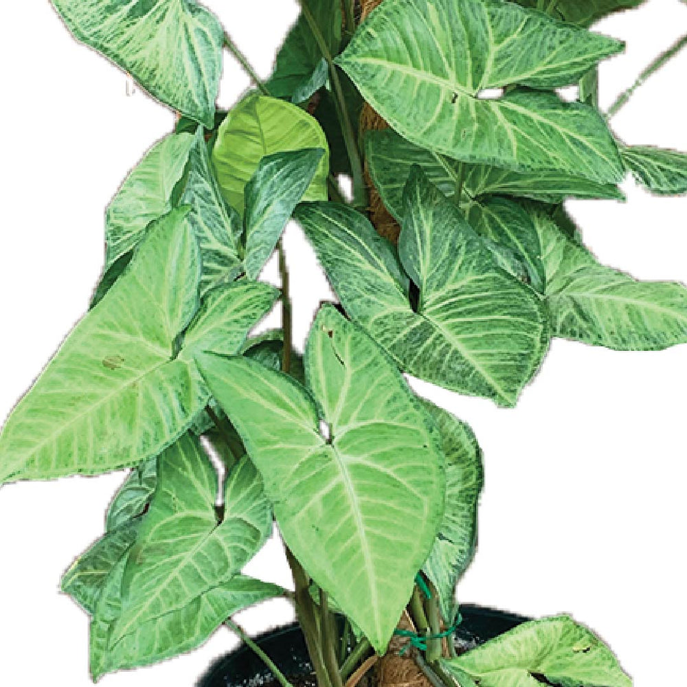 Arrowhead Plant Syngonium Podophyllum