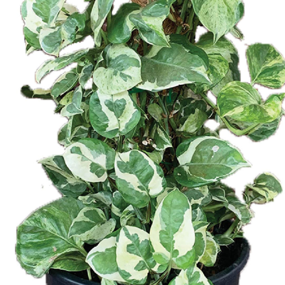 Buy Fresh Njoy Pothos Plant - Buy Fresh Healthy Indoor & Outdoor Plant