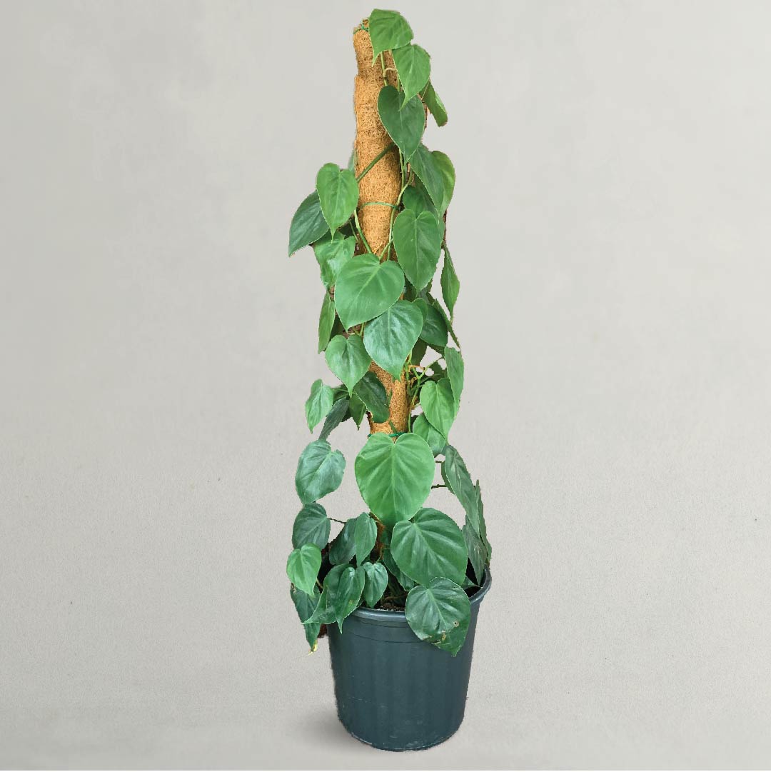 Best Indoor Plants Heartleaf Philodendron