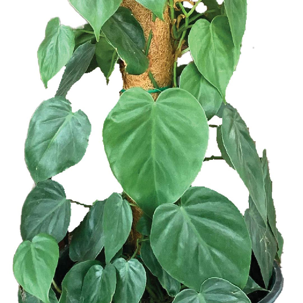 Best Indoor Plants Heartleaf Philodendron - Fresh Plants Buy Online