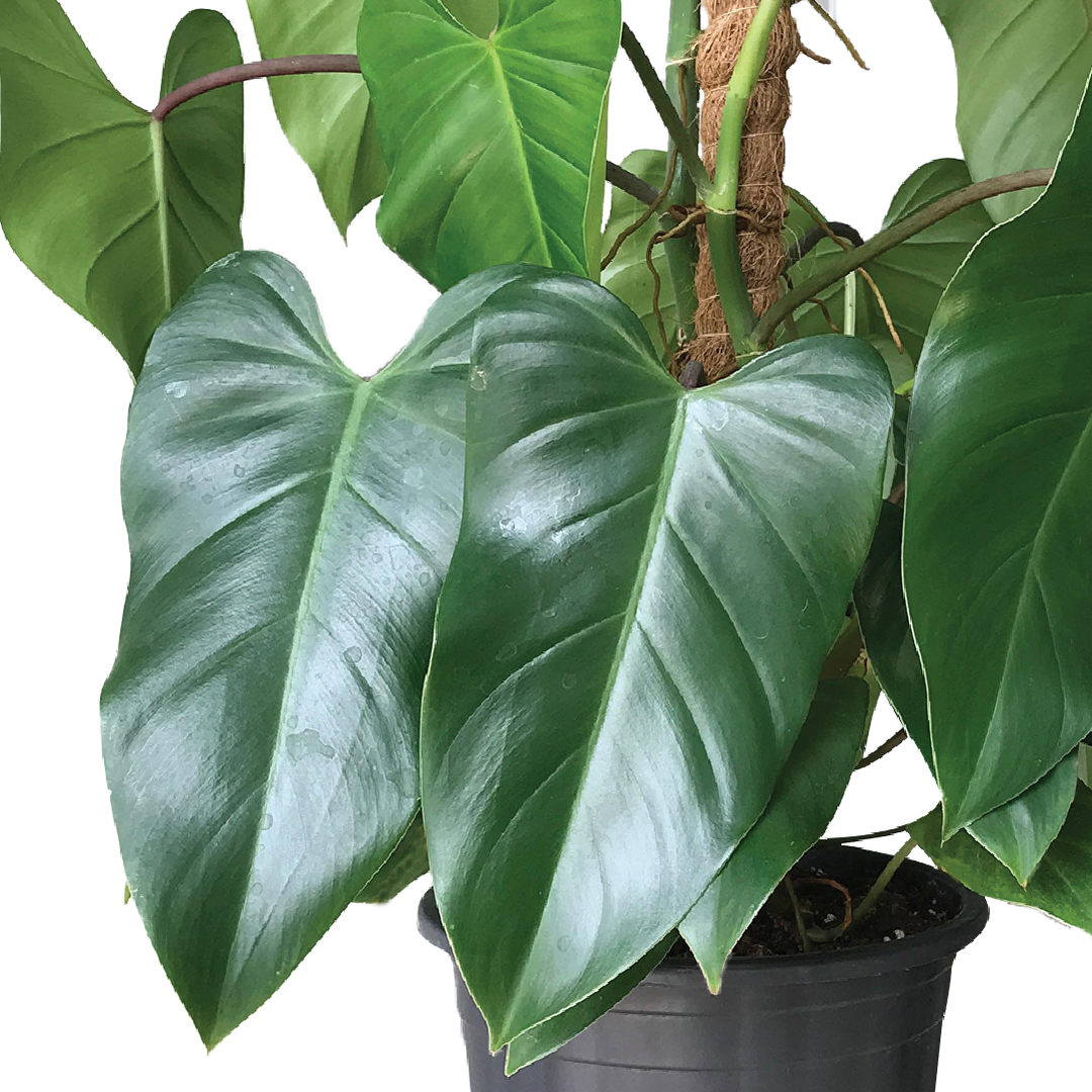 Philodendron Rugosum, Pigskin Philodendron, Sow’s Ear Plant