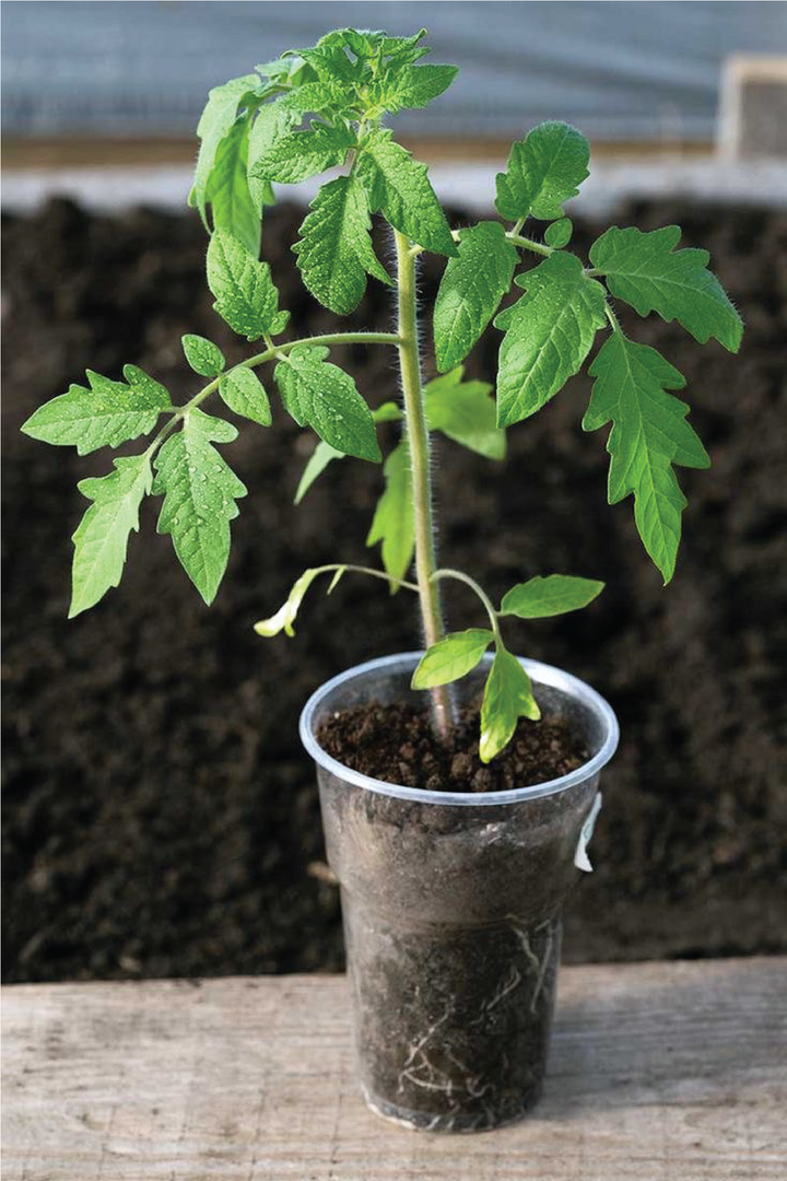 Yellow Orange Tomato Seedling شتلة طماطم صفراء برتقالية