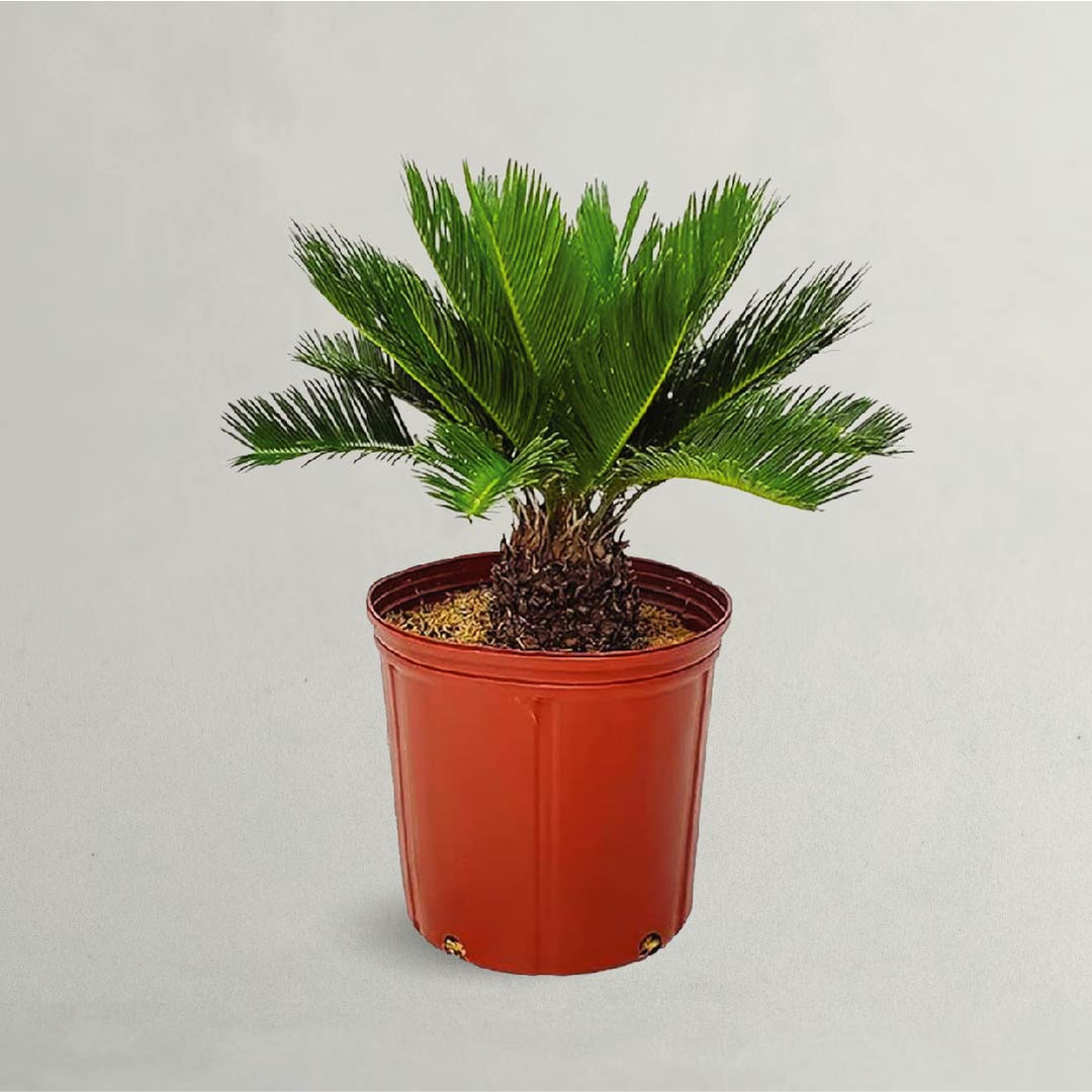 Cycas Revoluta - Sago Palm