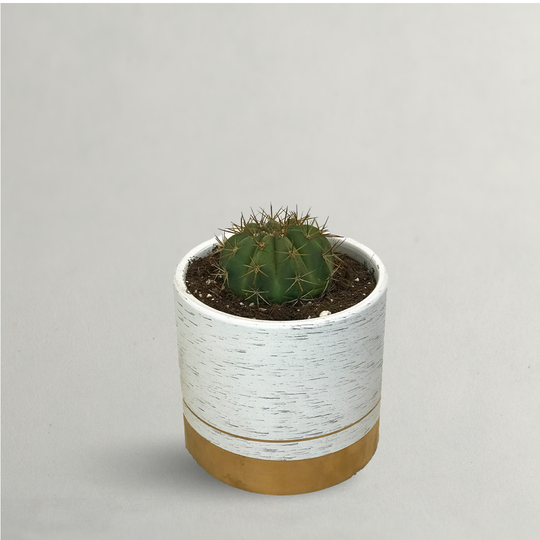 Buy Cactus Plants Online In Dubai 