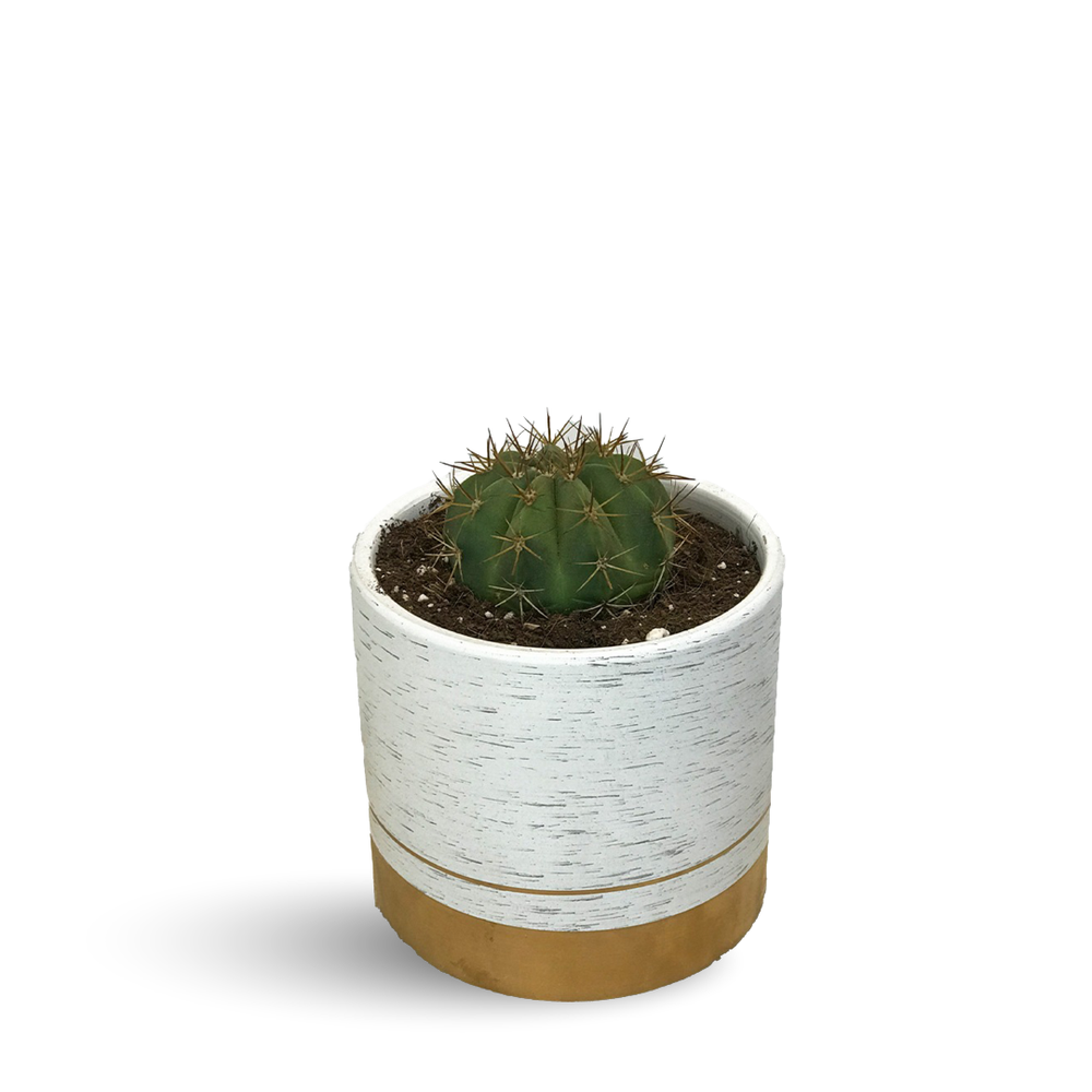  Desert Cactus - Cactus Types