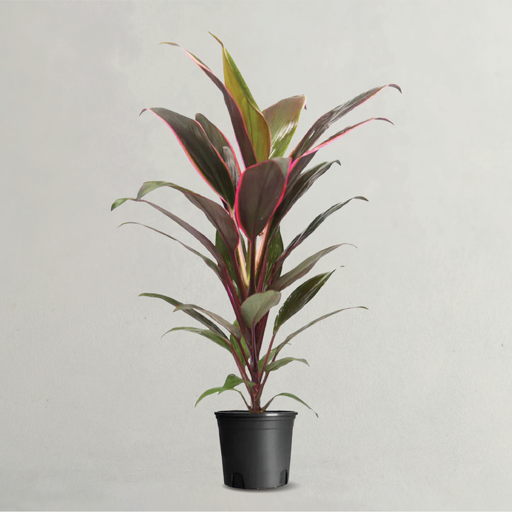 Cordyline Rumba | Rumba Ti Plant (70cm Hight)