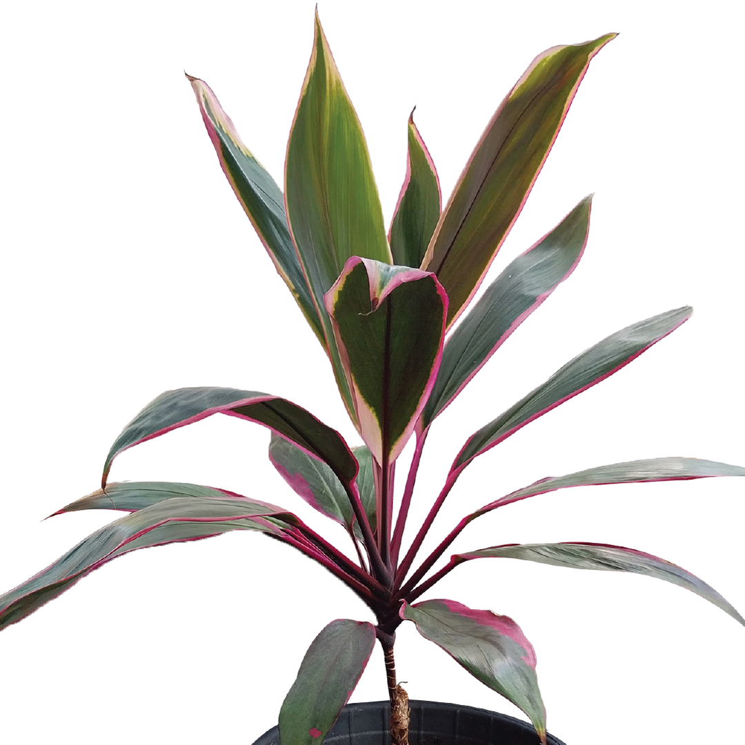  Cordyline Rumba