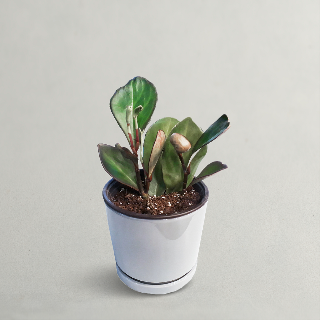 Indoor Office Plants - Apeperomia Ginny Plant 