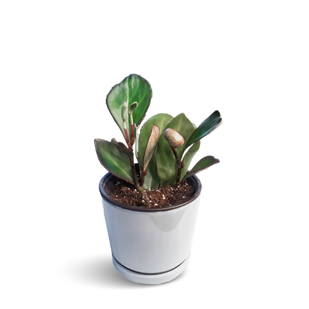 Apeperomia Ginny Plant - Plants For Bedroom
