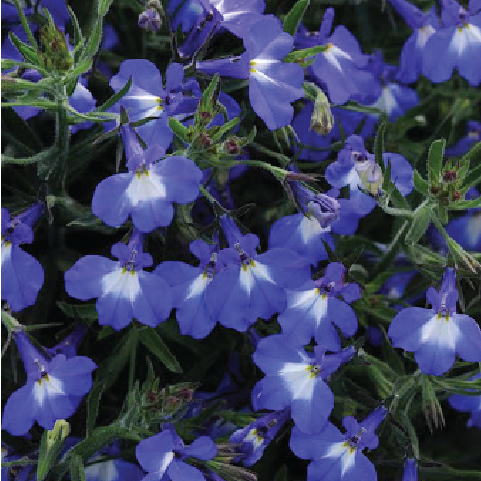 LOBELIA FLOWER SEEDLING <br>شتلة زهرة اللوبيليا