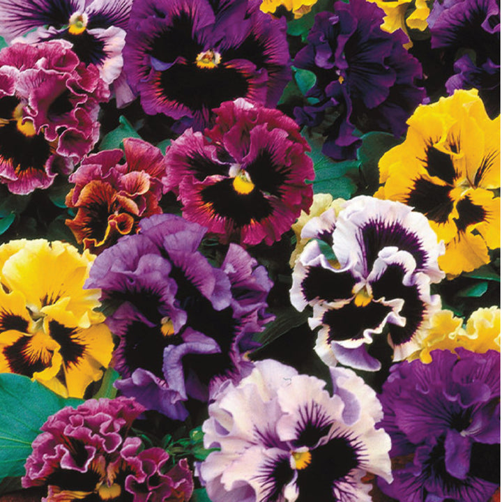 PANSY MIX SEEDS<br> بذور زهور البانسيه