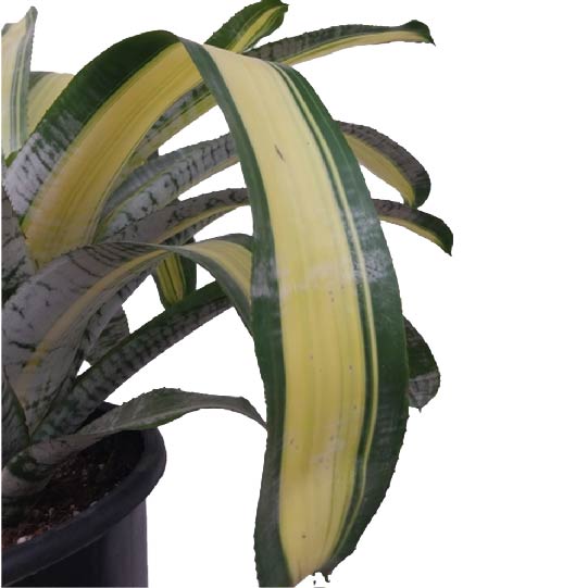Bromeliad Live Plant - Fresh Plant for Indoor Outdoor 