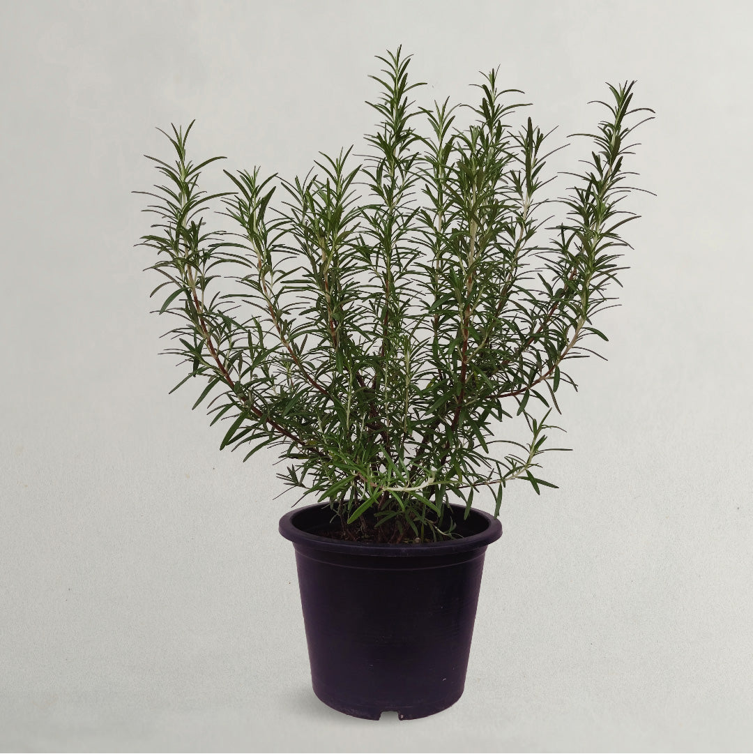 Rosemary - Rosemary Live Plant With Pot