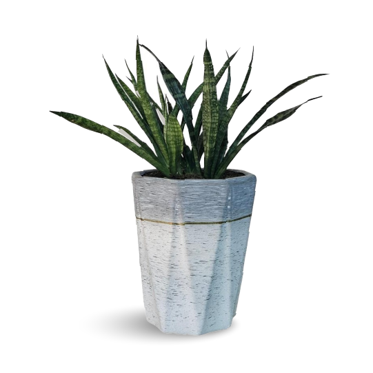 Snake Plant - Buy Outdoor Plants