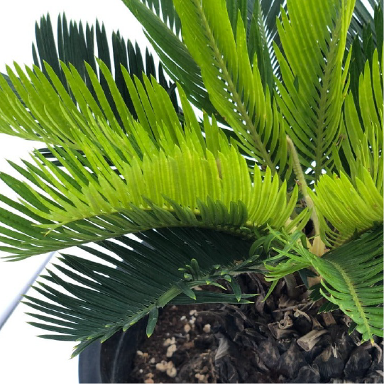 Cycas Revoluta - Sago Palm - Indoor Sago Tree
