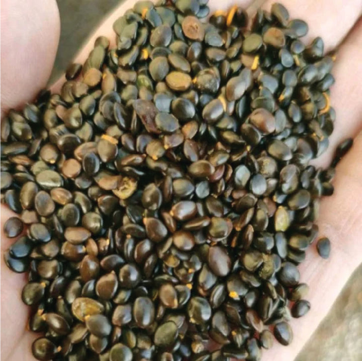 Acacia Tree Seeds