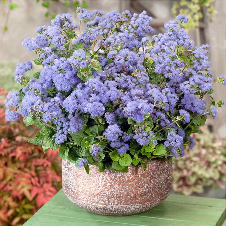 Ageratum Seeds بذور الأجيراتوم