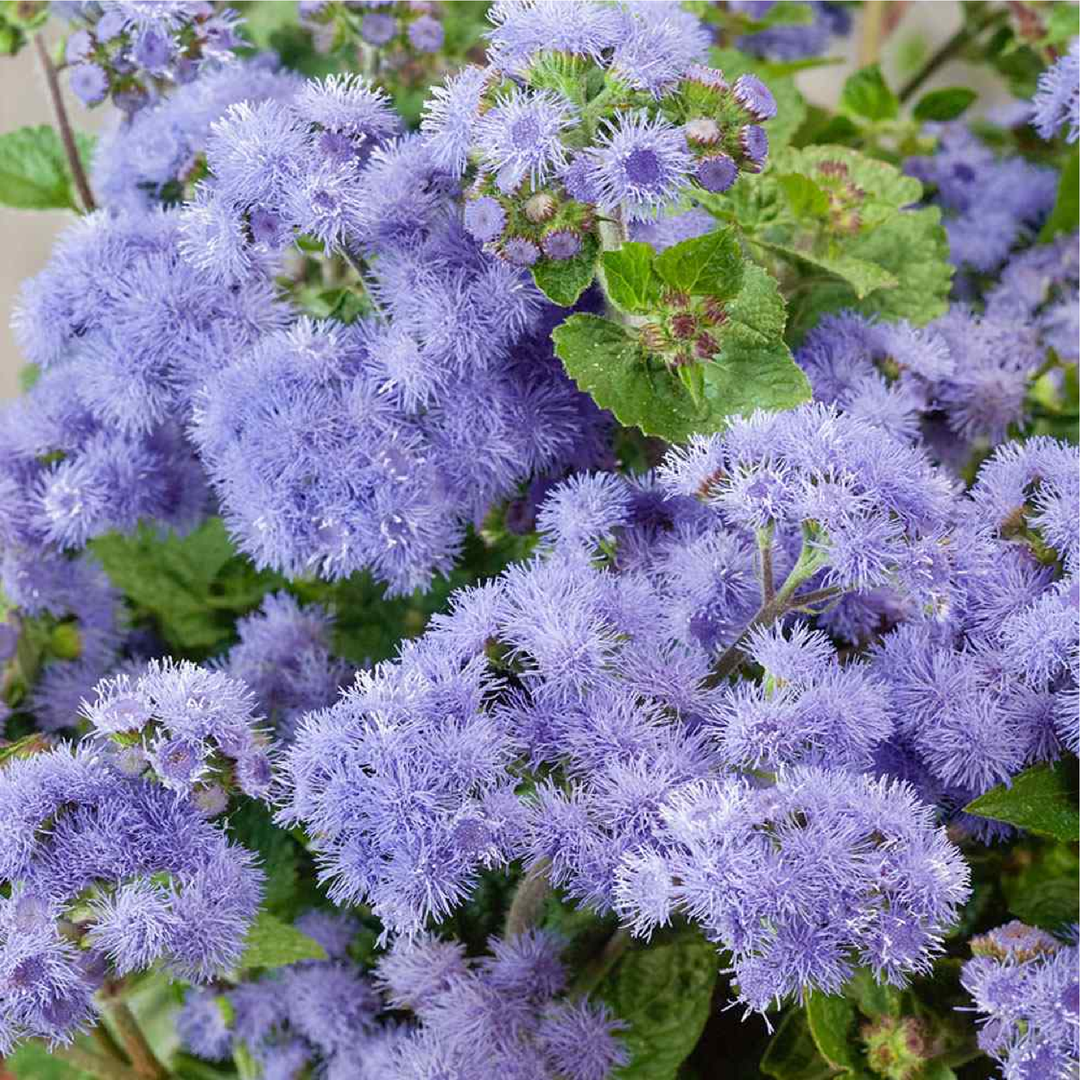 Ageratum Seeds بذور الأجيراتوم