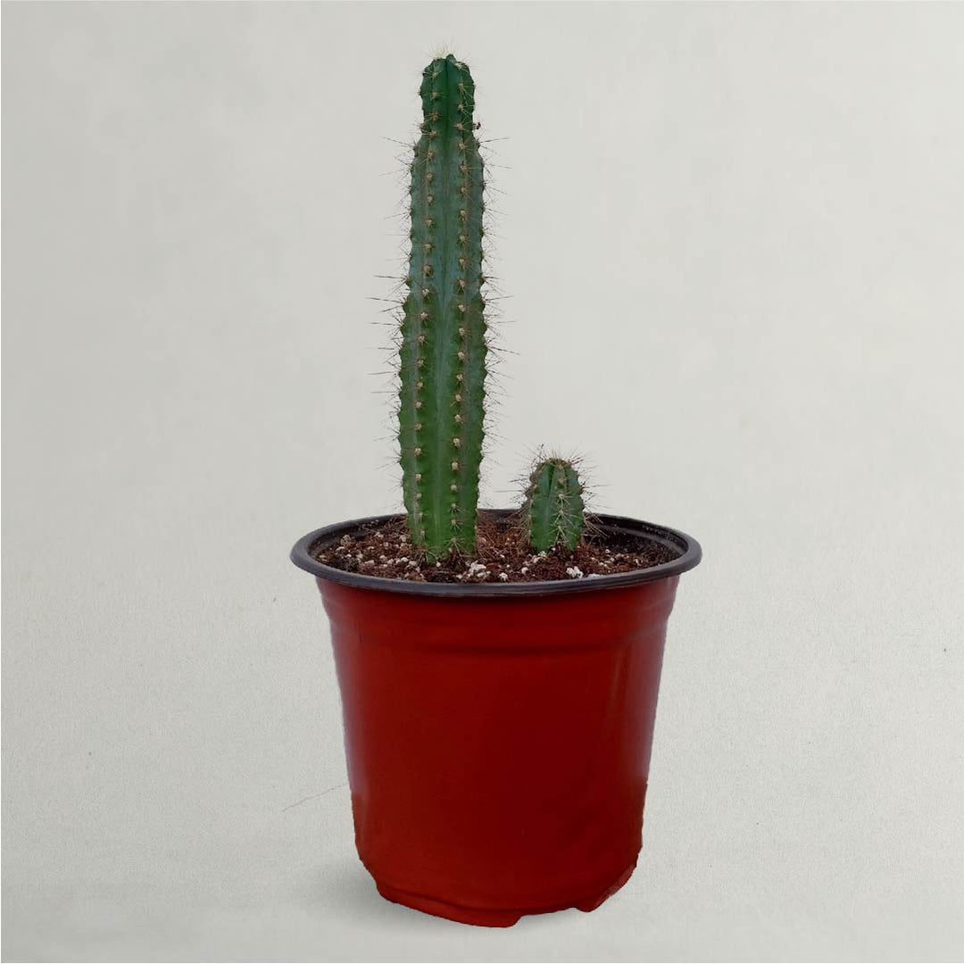 Large Cactus - Large Cactus For Sale - Pilosocereus Lanuginosus Cactus