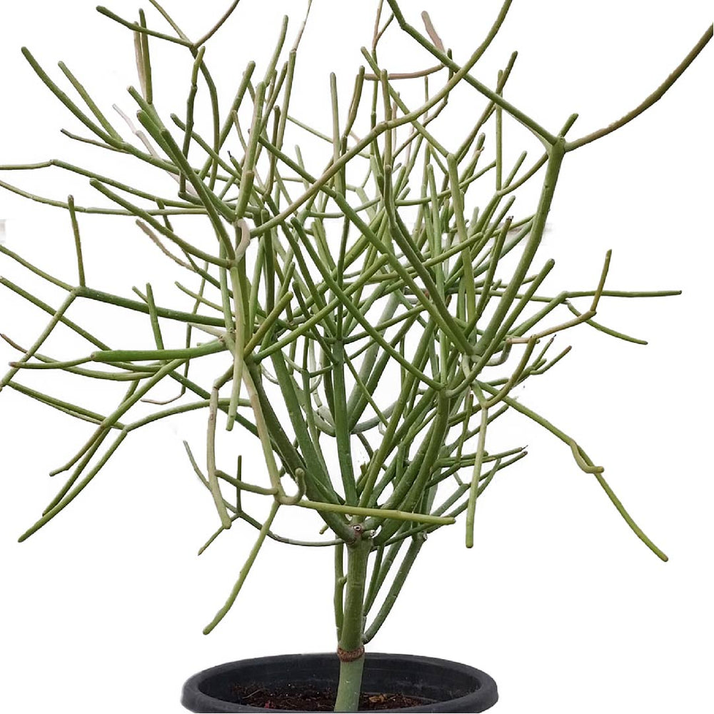Euphorbia Tirucalli Or Pencil Cactus