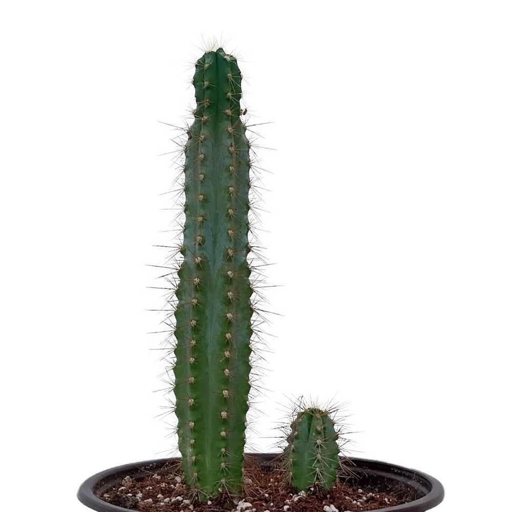 Pilosocereus Lanuginosus Cactus