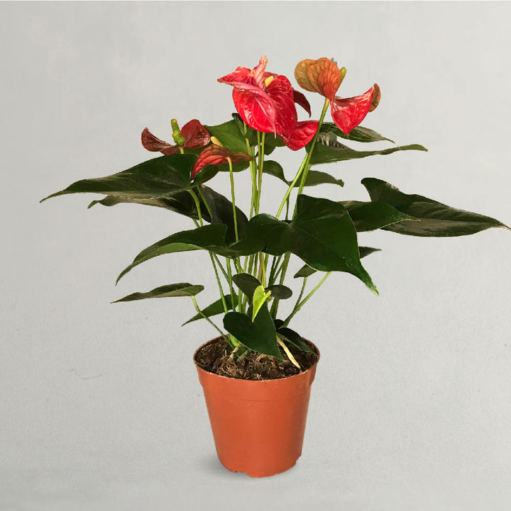 Red Anthurium Andreanum Plant