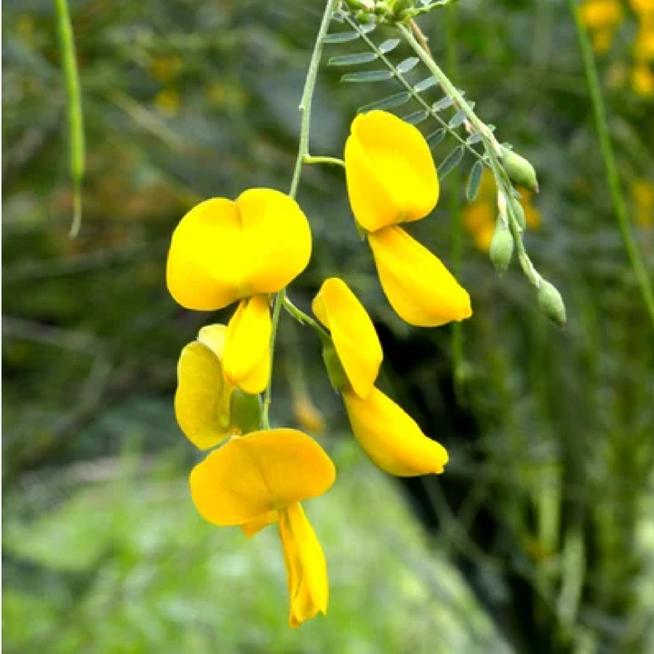 CROTALARIA JUNCEA SEEDS البذور الزهرية العشبية الهنا