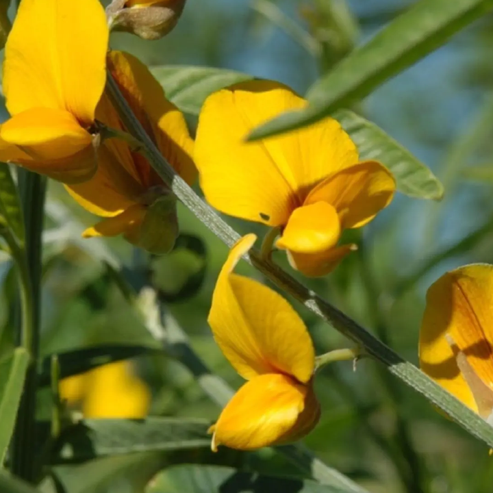 CROTALARIA JUNCEA SEEDS البذور الزهرية العشبية الهنا