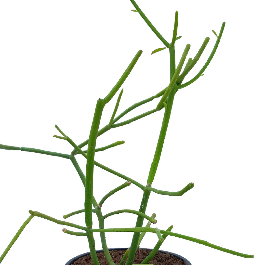 CACTUS GARDEN - BEST CACTUS PLANTS - EUPHORBIA TIRUCALLI OR PENCIL CACTUS