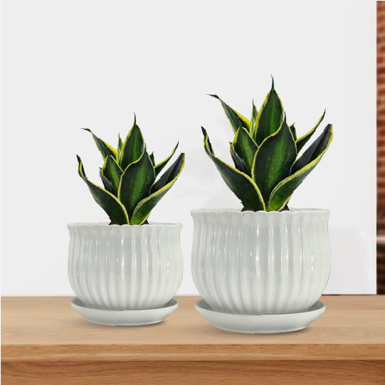 Large Indoor Plant Pots