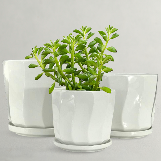 White Ceramic Pot 