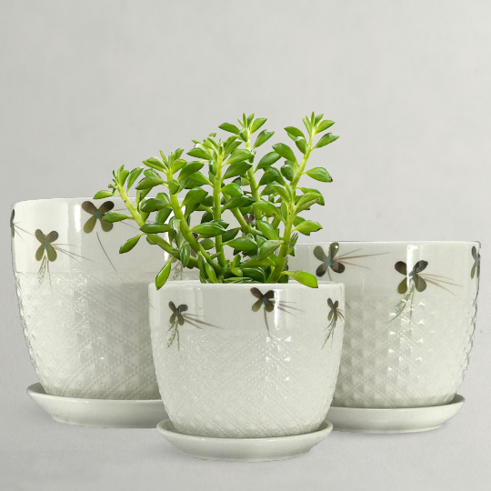 Ceramic Pots - White Planters