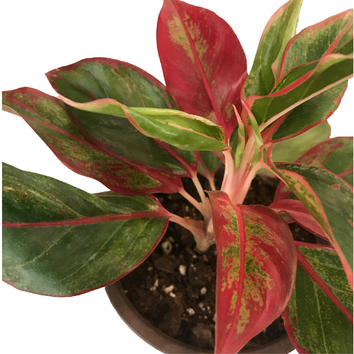 Aglaonema Ruby Plant