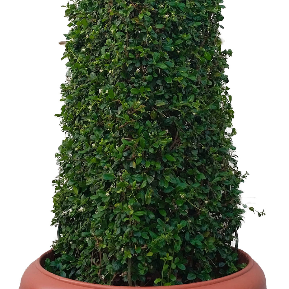 Cone Shape Topiary