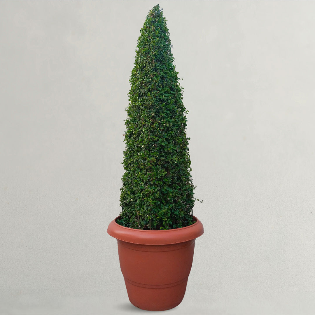 Cone Topiary Outdoor - Real Live Boxwood Cone-Shaped Topiary Buy Now