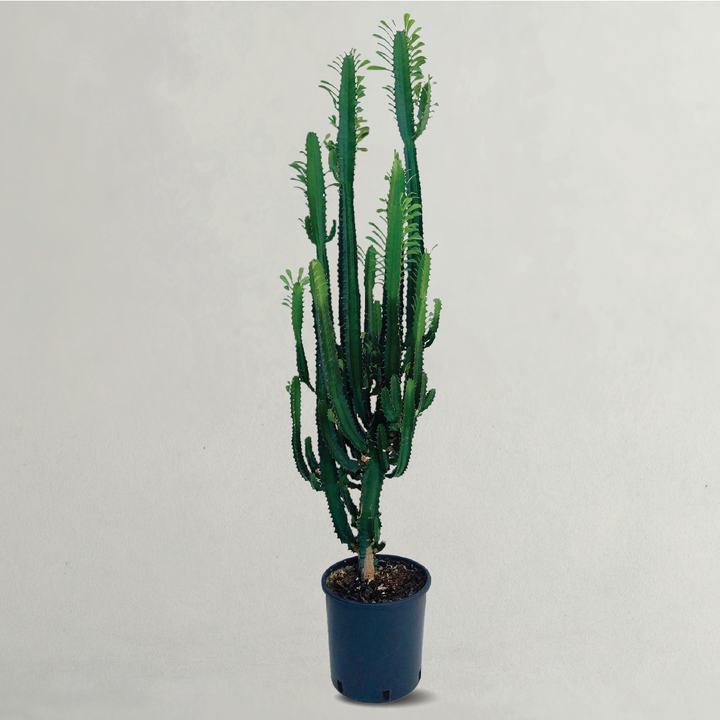 Euphorbia Lactea Cactus