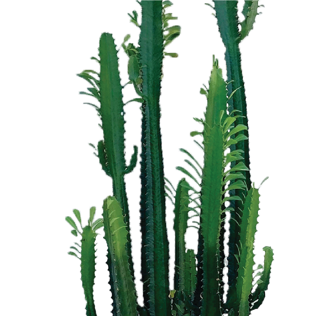 Euphorbia Lactea Cactus