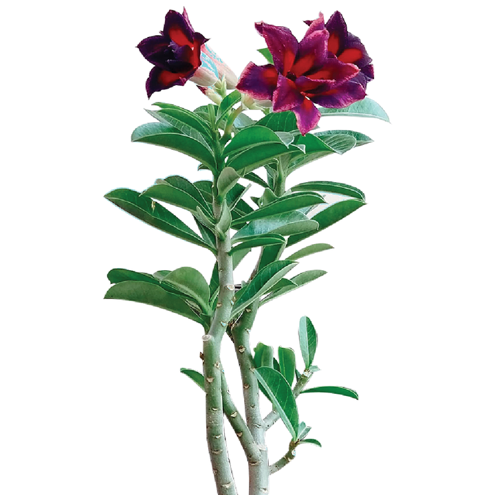 Adenium Obesum- Outdoor Flowering Plant