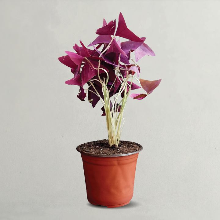 Oxalis Triangularis, Love Plant, Purple Shamrock