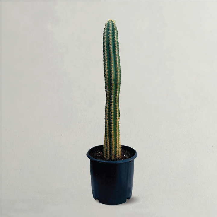 Echinopsis/Trichocereus Spachiana aka Golden Torch