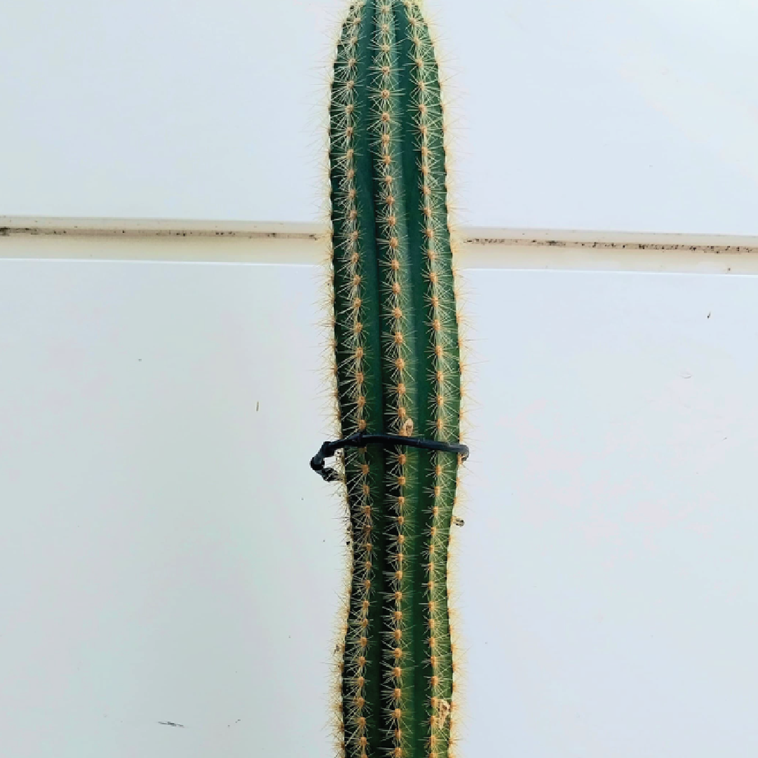 Echinopsis/Trichocereus Spachiana 