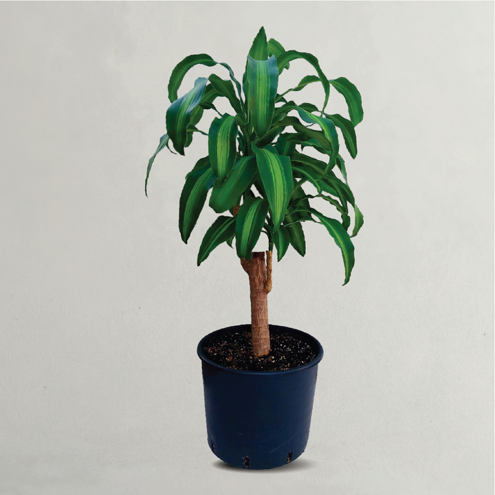 Corn Plant (Dracaena fragrans) Messengana (100-110cm Tall)