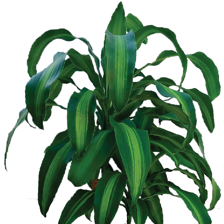 Corn Plant (Dracaena fragrans) Messengana (100-110cm Tall)