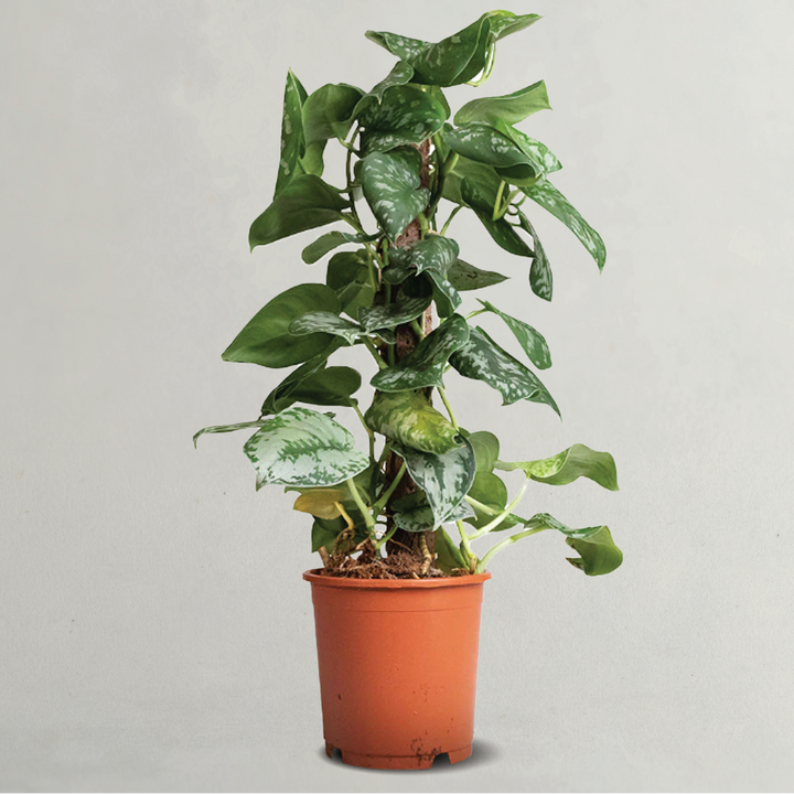 Satin Pothos | Philodendron Scindapsus Pictus Argyraeus