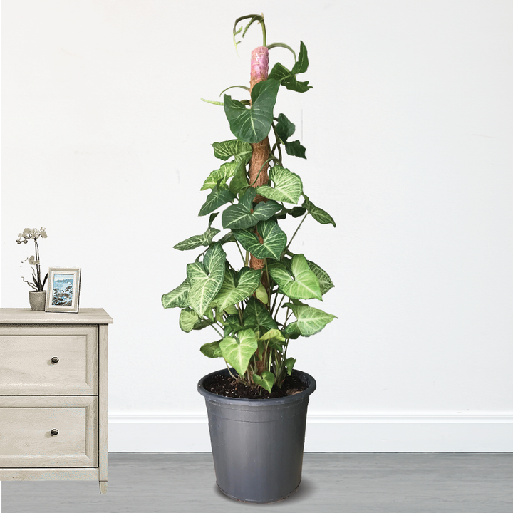 ARROWHEAD PLANT SYNGONIUM PODOPHYLLUM