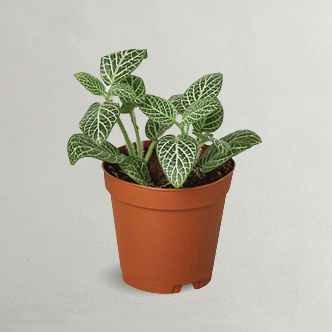 Fittonia The Nerve Plant - Buy Fittonia Online