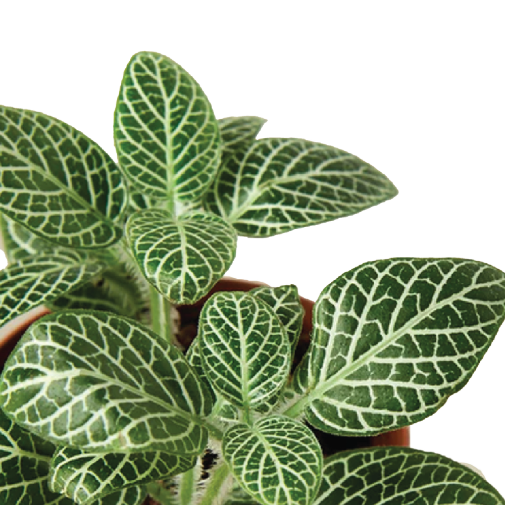 Fittonia The Nerve Plant (Indoor Plant) Buy Fittonia Online