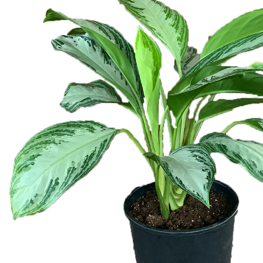 Best Indoor fresh Plant